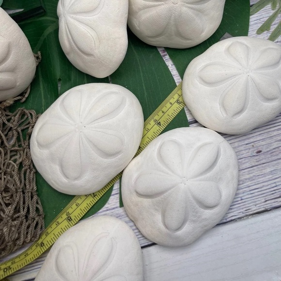 REAL Large Sea Biscuit Sea Urchin Sand Dollar WHITE NAUTICAL COASTAL DECOR - Picture 13 of 13